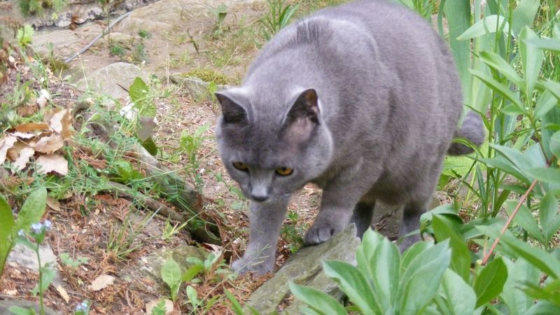 Proč kočky žerou trávu? Podle vědců je to pudové